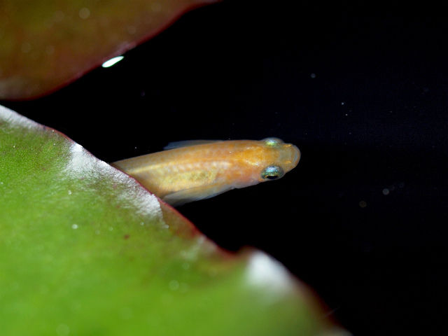 P4244700 (1)