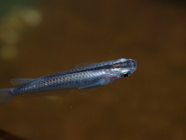 P5155390