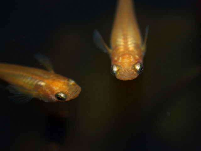 P4268540
