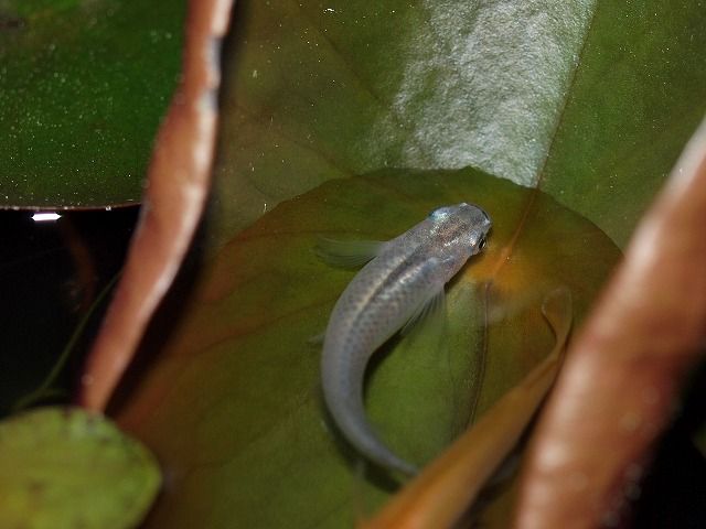 P5131542
