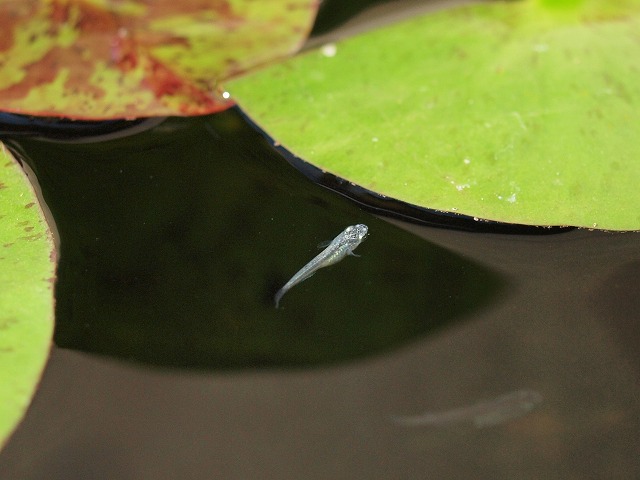 P8077119