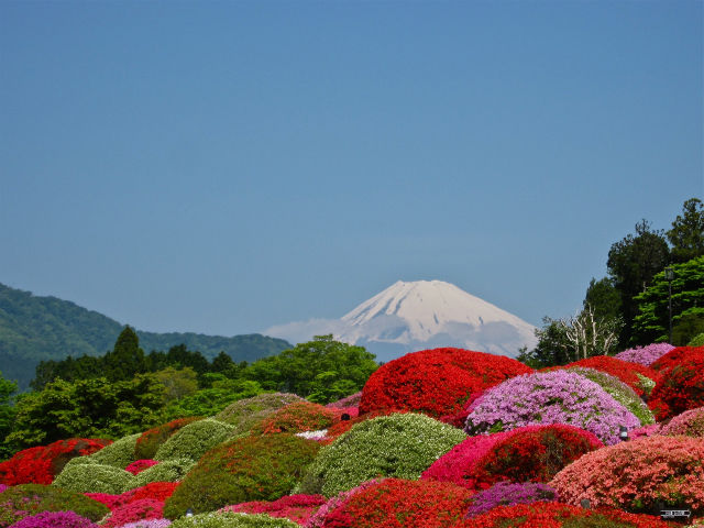富士山の絶景と睡蓮の初開花 : Tokuzeのメダカ飼育日記（屋外で