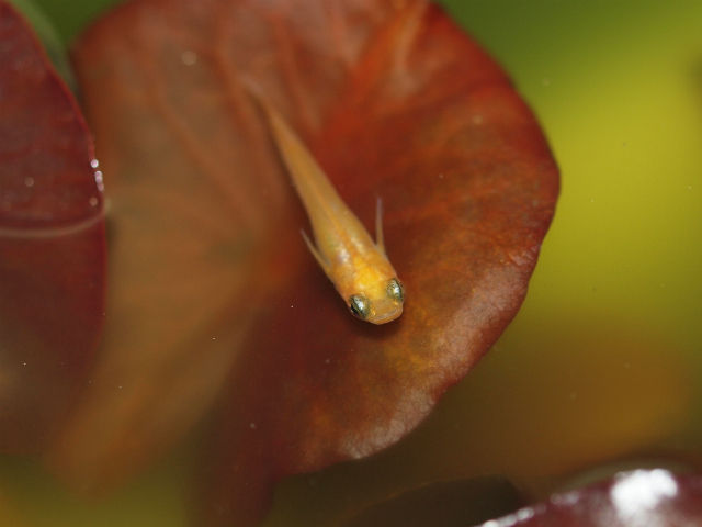 P4278697