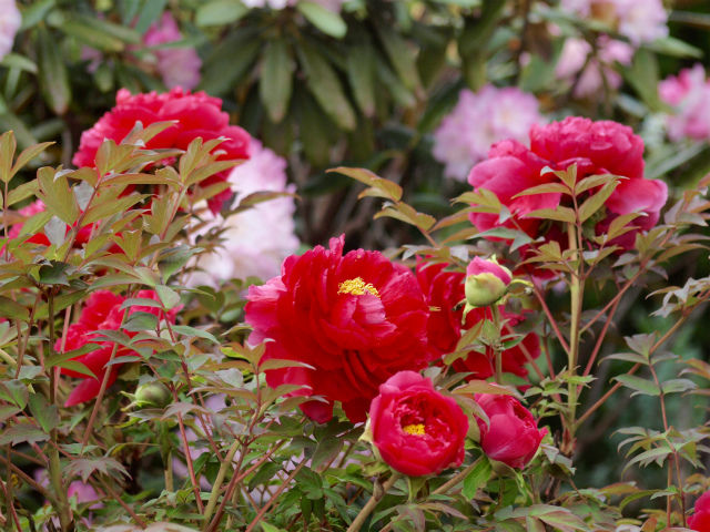 P4234550 (1)