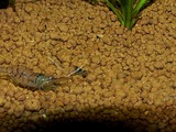 スジエビと稚ビー