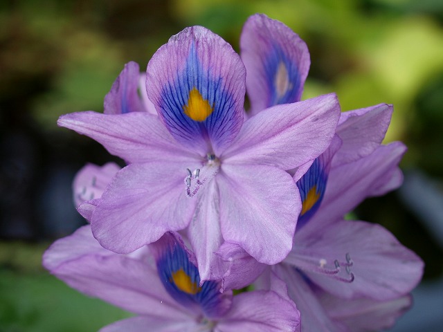 ホテイ草の開花