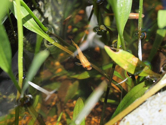 P7046474