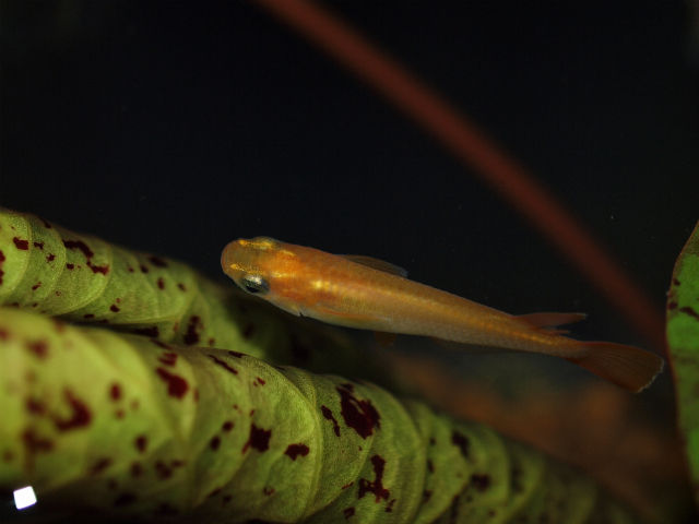 P5249265