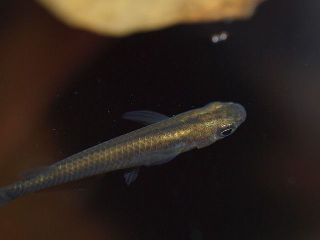 PB138810