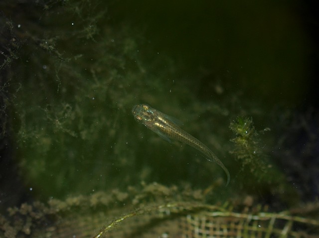 メダカの稚魚(幼魚)