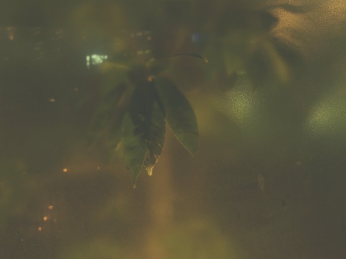 葉
