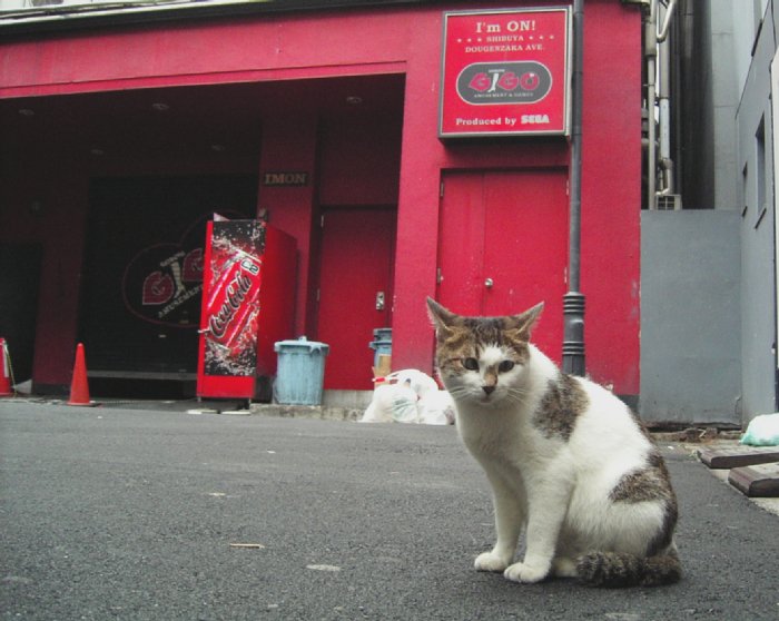 あそこの猫
