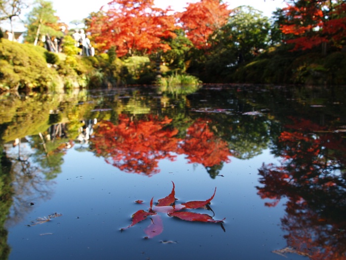 壁紙 紅葉 東京ティッシュ 東京タワー 写真 散文