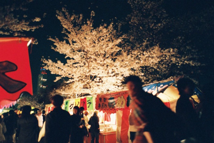 桜