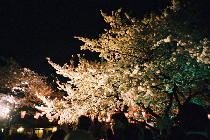 桜