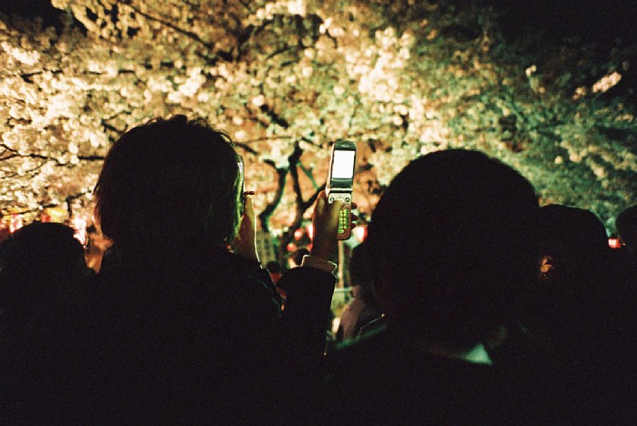 桜