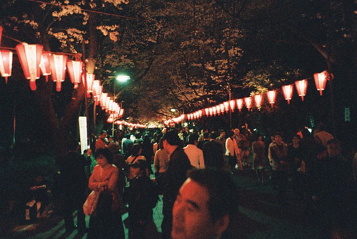 桜