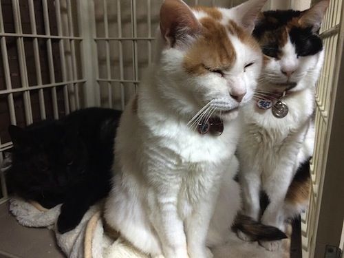 1_珍しい3ショット。真上がエアコンで一番温かい場所に集合