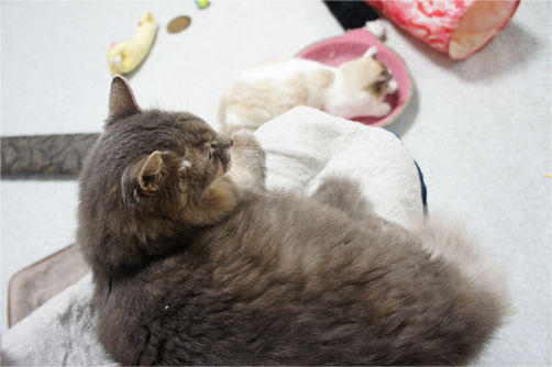 tcg_blog13