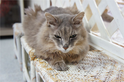 tcg_blog12
