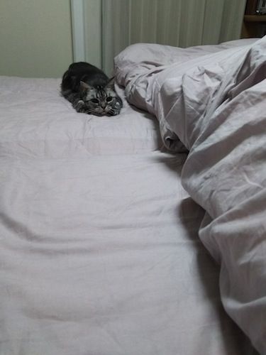 ふとんの中のカサカサ音にロックオン中です