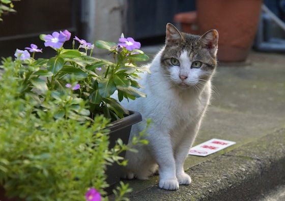 おいしそうな脚の女子校生 232脚目猫ガイジ隔離スレ [無断転載禁止]©bbspink.com	YouTube動画>3本 ->画像>4409枚 