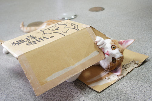 tcg_blog468