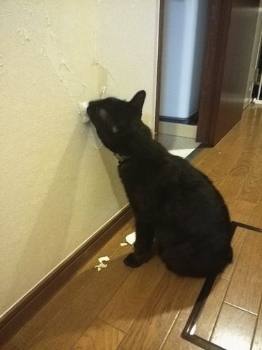 3_ゴン太の後を継ぎ内装工事中