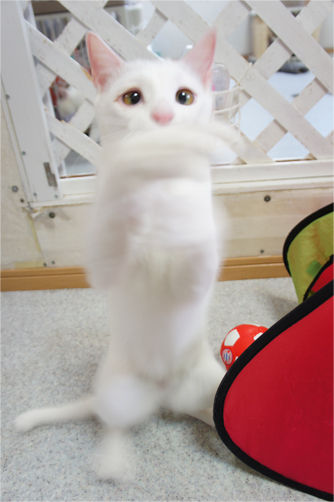 tcg_blog553