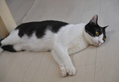中猫 119