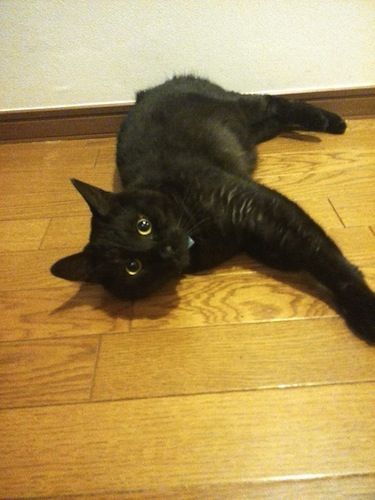 4_お目めもお腹もまん丸で可愛い