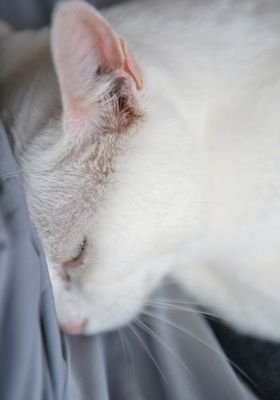 長猫 089