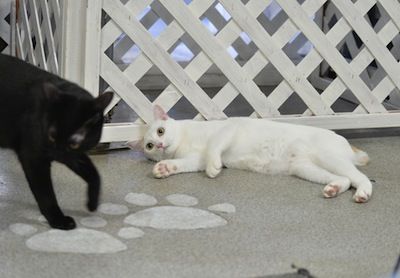 猫工場 071