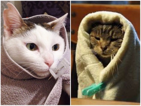 あけみ・キャベツ巻き