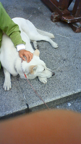 2009asakusa2