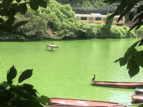 牛込濠のカワウ.jpg