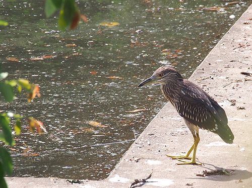 ゴイサギ幼鳥.jpg