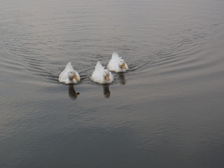 P6202005