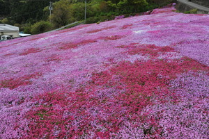 DSC_6923 - コピー