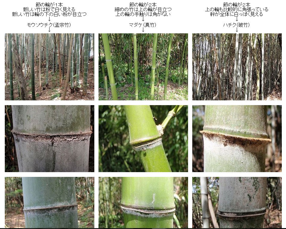 【DIYクリエーターズ】竹の見分け方 と 特徴について 【竹かごのために】