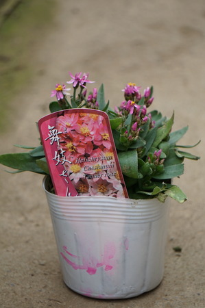 DSC00541