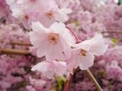 sakura21