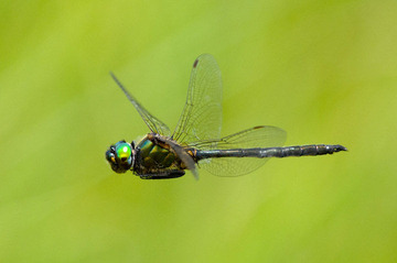 ホソミモリトンボ : インターネット トンボ図鑑