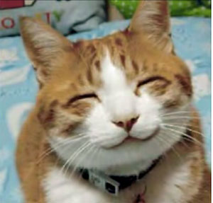 ねこ