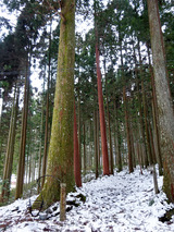 「モネの池」