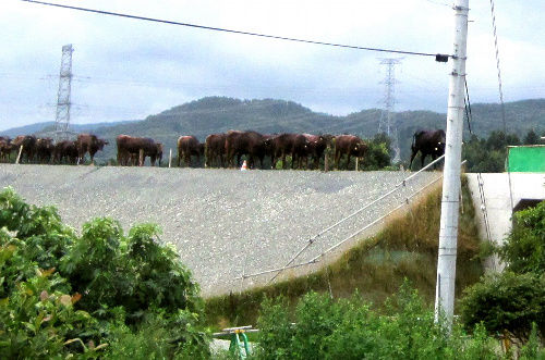 高速道路の牛