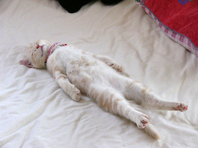 寝ている猫