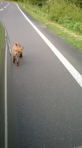 キツネ