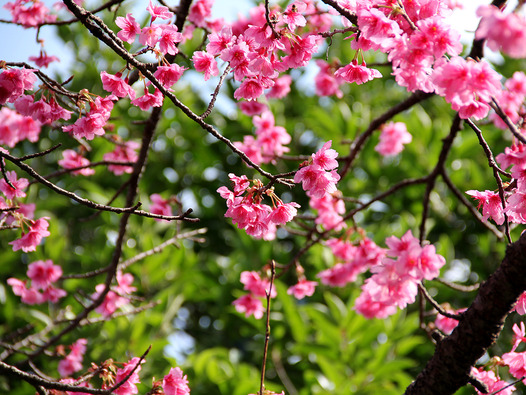 八重岳桜の森公園