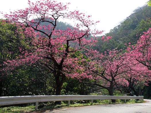 八重岳桜の森公園